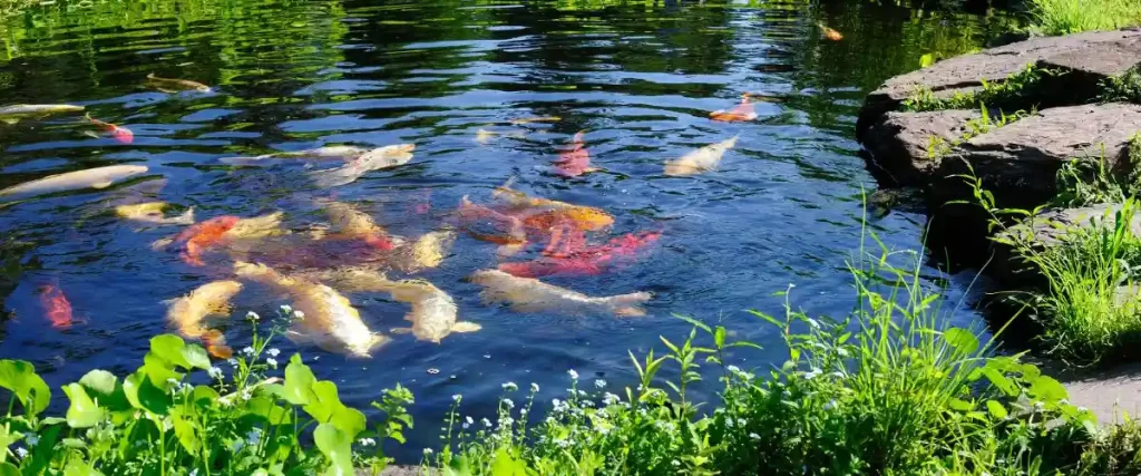 koi fish in a small backyard pond