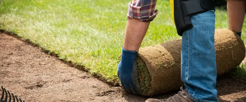 Laying turf for a new lawn installation, fresh grass roll being placed on prepared soil