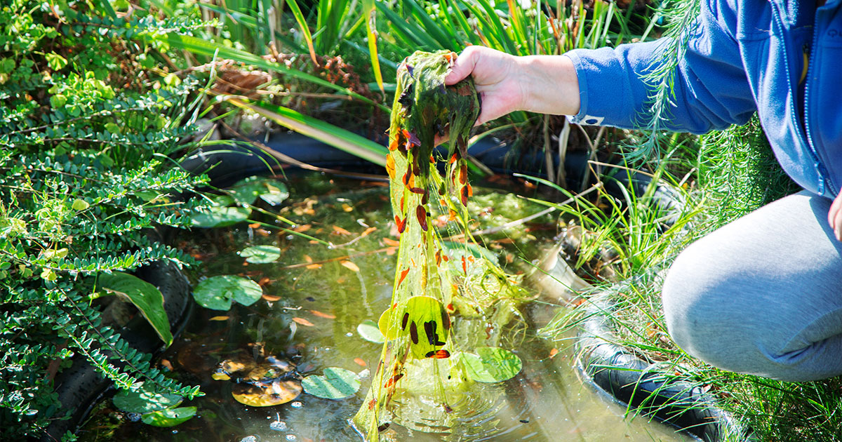 Person removing string algae from backyard garden pond in the process of battling algae blooms and maintain clean pond water