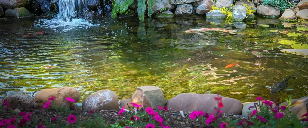 Backyard koi pond with clear water and blooming flowers