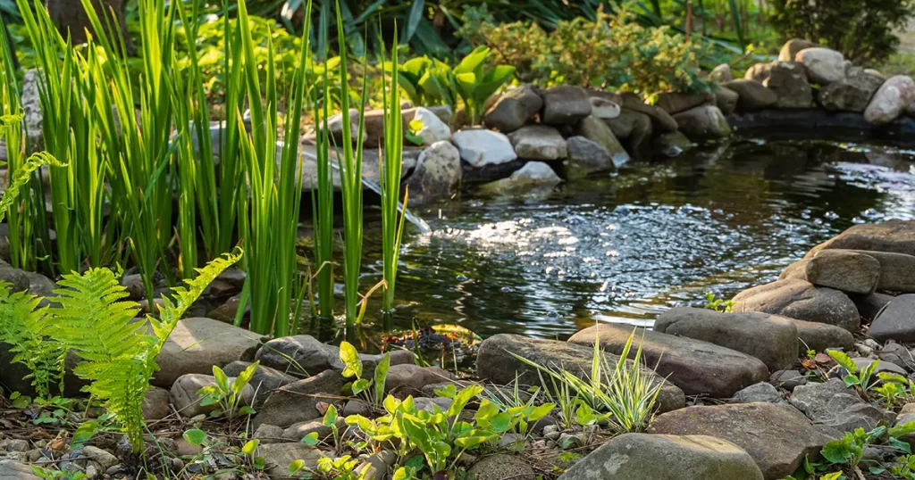what to do with unwanted pond in the backyard