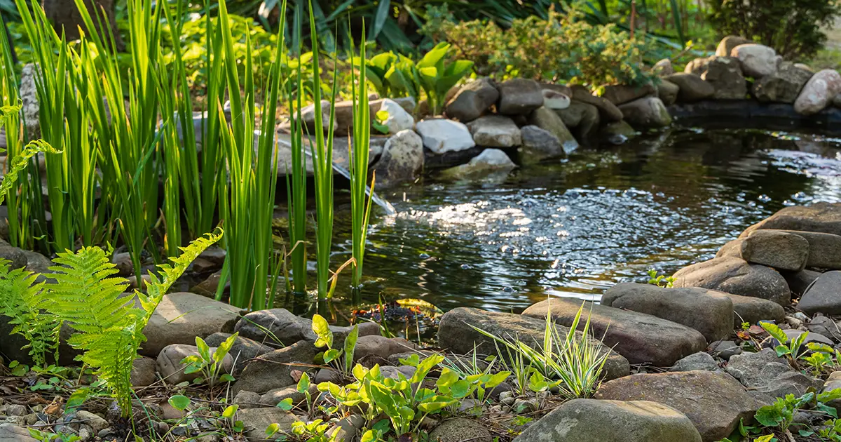 what to do with unwanted pond in the backyard
