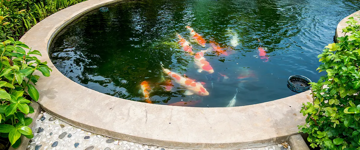 Koi fish swimming in a clear backyard pond