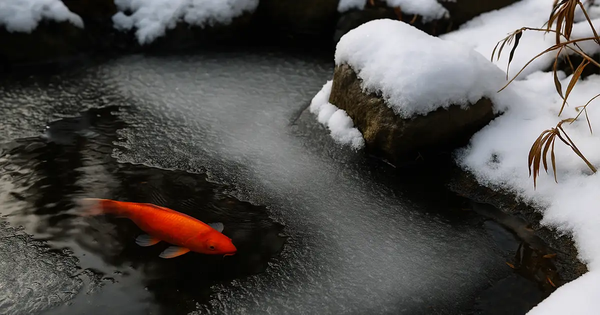 What to Do With Koi Pond in Winter