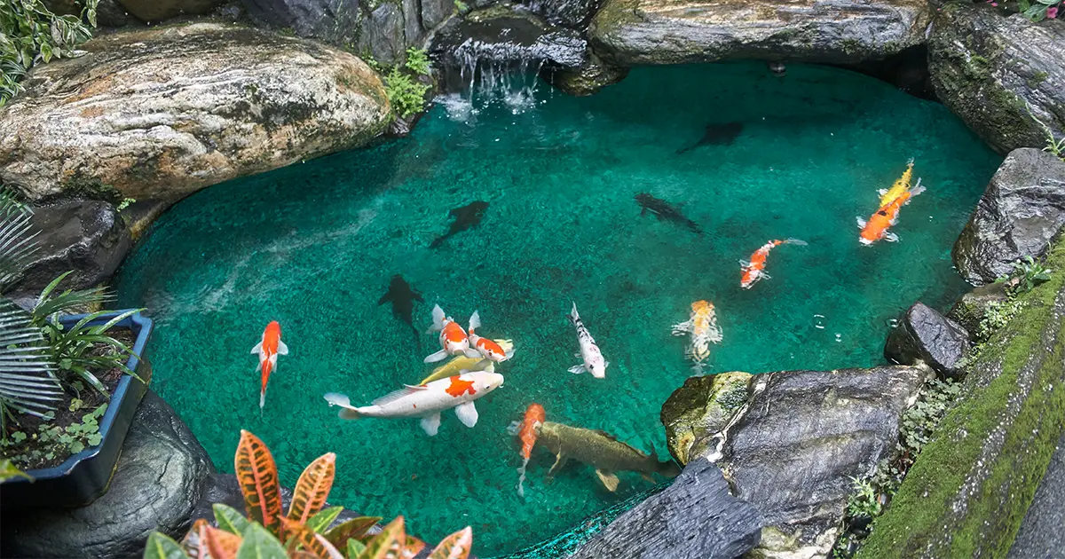 Best fish for outdoor pond