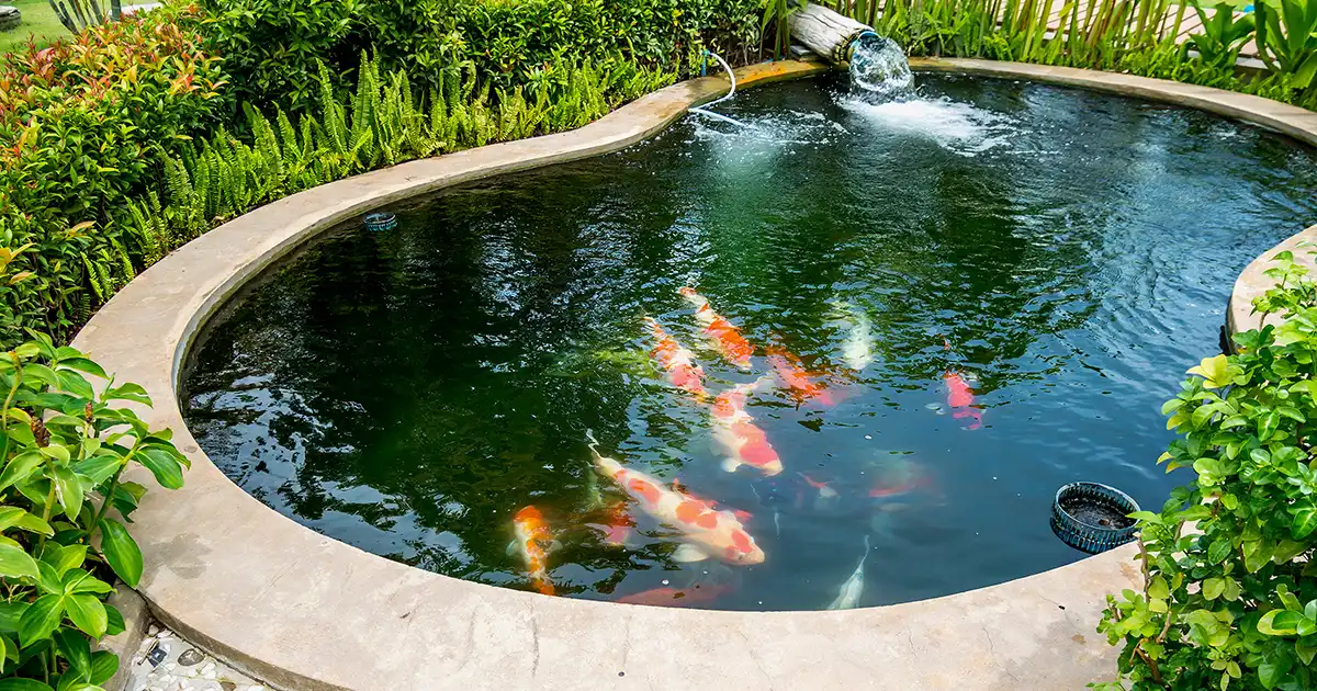 koi pond maintenance guide
