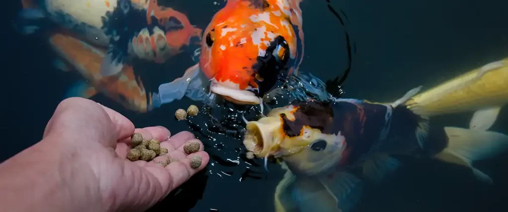 koi fish hand feeding