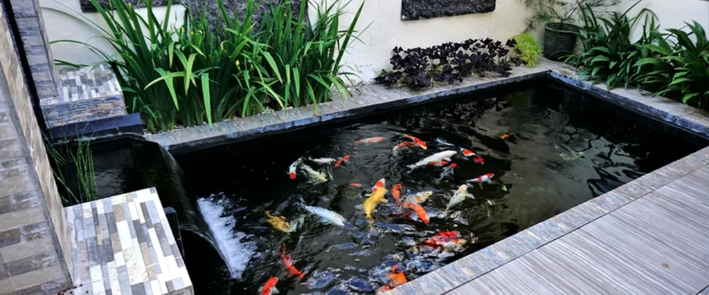 koi pond maintenance florida a professionally constructed koi pond features vibrant koi fish sleek stone edging and lush green plants exemplifying expert aquatic design and commercial grade
