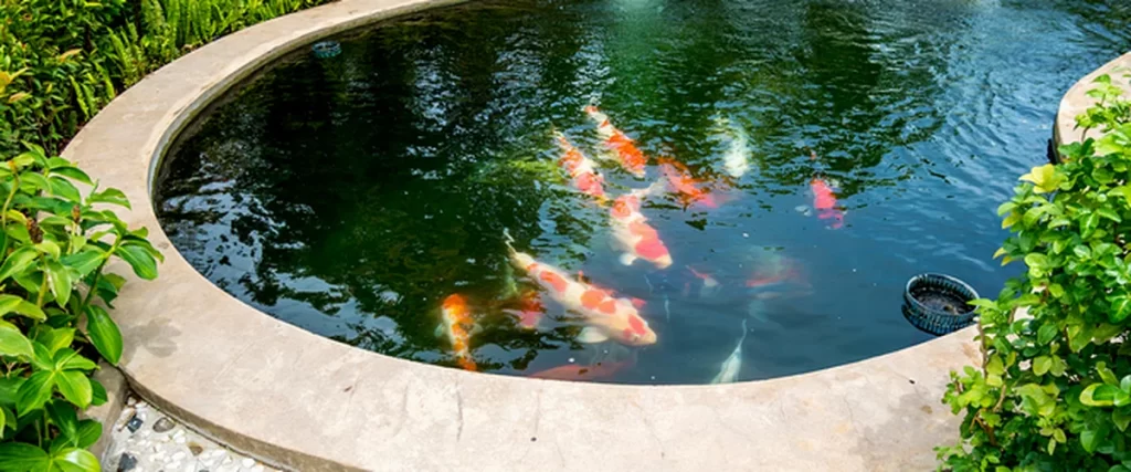 koi pond maintenance florida professional koi pond featuring vibrant orange and white koi fish surrounded by lush green foliage and smooth stone edging showcasing expert aquatic landscaping
