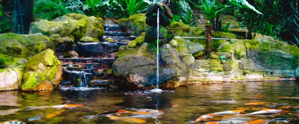 a decorative outdoor pond with a waterfall feature and several ornamental koi fish