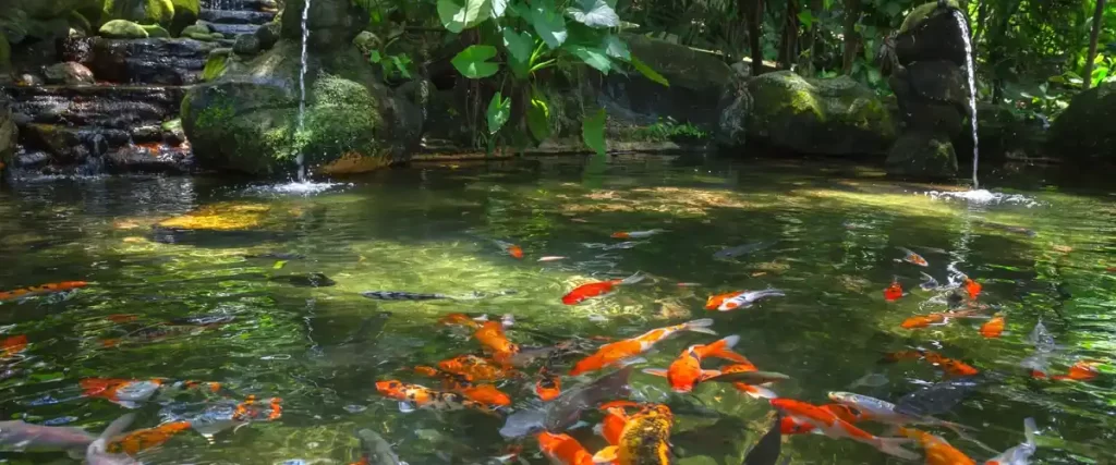 A large, landscaped backyard koi pond featuring many green water lily pads with white flowers, several colorful koi fish, a rock border, and a modern wooden deck and paved patio area.