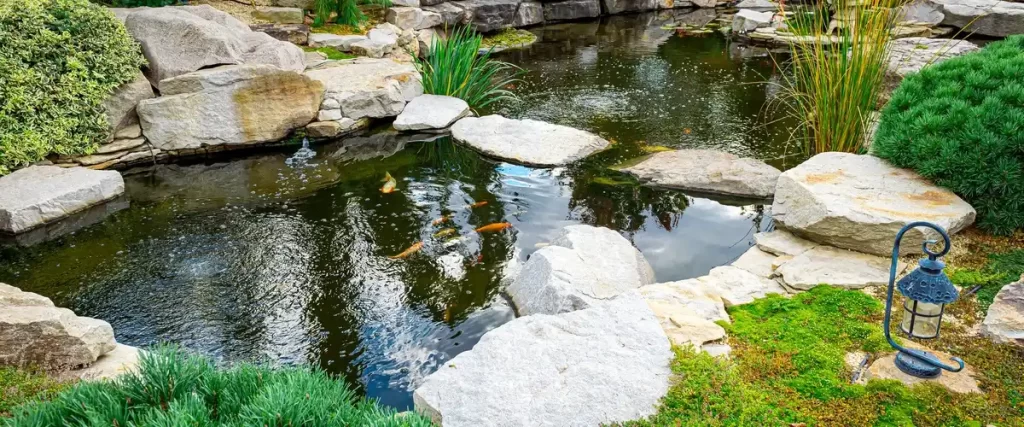 A vibrant, clear fish pond in a lush tropical garden setting, featuring two small water fountains, large rocks, and numerous colorful koi fish swimming beneath overhanging green leaves.