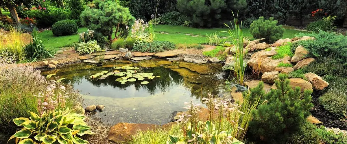 Placing green aquatic plants into the shallow recessed shelves of a newly constructed backyard pond.