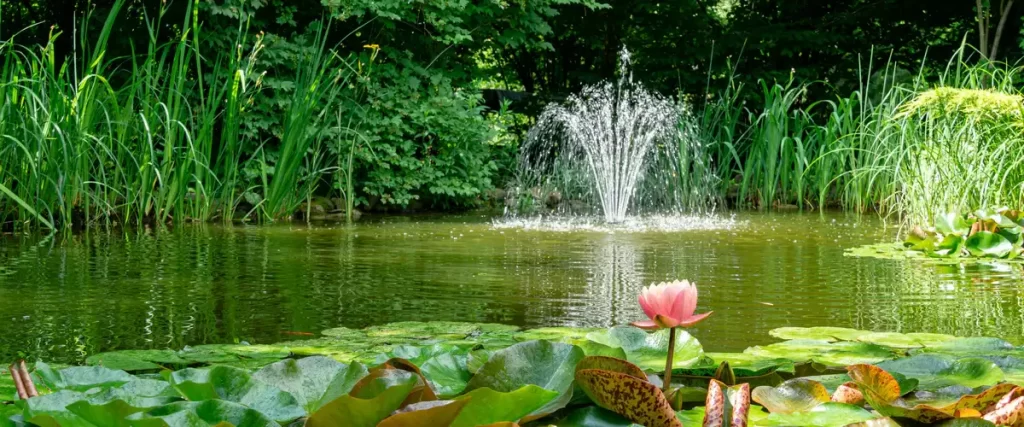 A vibrant garden pond surrounded by tall green reeds featuring a blooming pink water lily in the foreground and a spraying decorative fountain in the center.