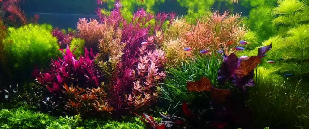 A breathtaking aquascape featuring a high-contrast mix of deep red rotala plants and dense green background shrubbery in a healthy planted tank.