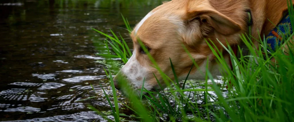 A light brown dog on patrol standing in tall grass by the water's edge, acting as a natural deterrent to protect the pond fish from intruders.
