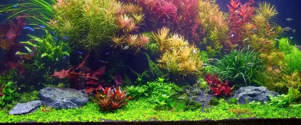 A classic Dutch aquarium showcasing organized rows of colorful aquatic stem plants, including vibrant red ludwigia and bright green rotala.