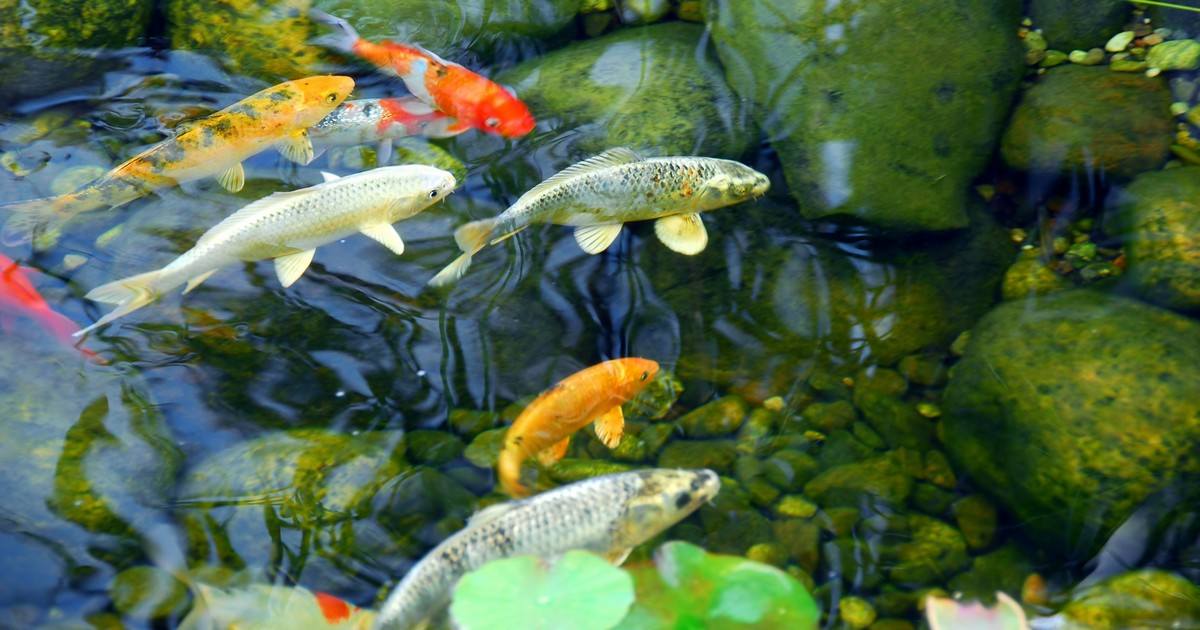 A group of colorful koi fish and goldfish swimming in a clear backyard garden pond with mossy rocks, highlighting how to protect fish in pond from predators through proper environment design.