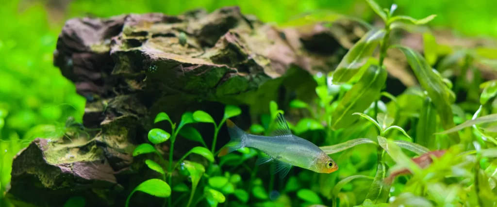 A detailed close-up of an iwagumi style tank showing a silver fish swimming past textured dark rocks and bright green aquatic ground cover.