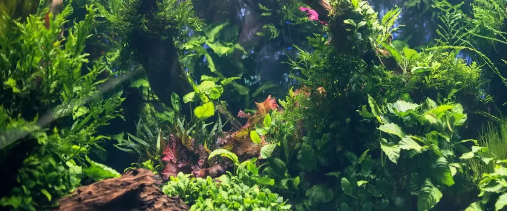 A moody and dense jungle style aquascape filled with various species of ferns, anubias plants, and dark wood for a wild look.