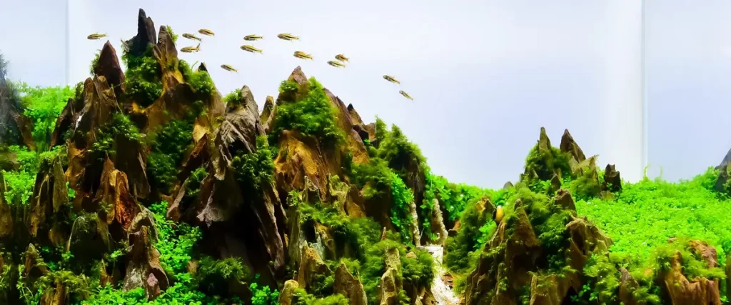 An expansive nature aquarium style layout mimicking a mountain range with dragon stone, green carpet plants, and a small school of rasboras.
