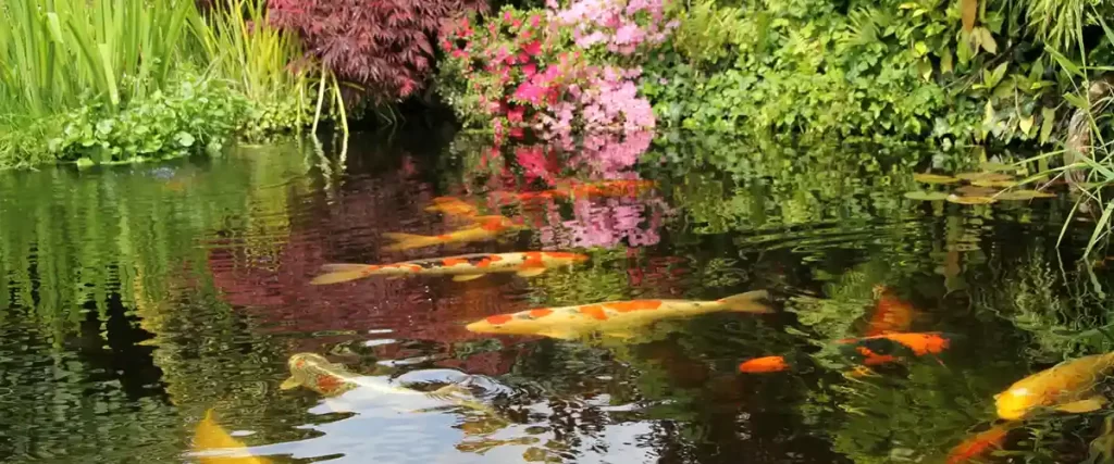 koi in an ecosystem pond