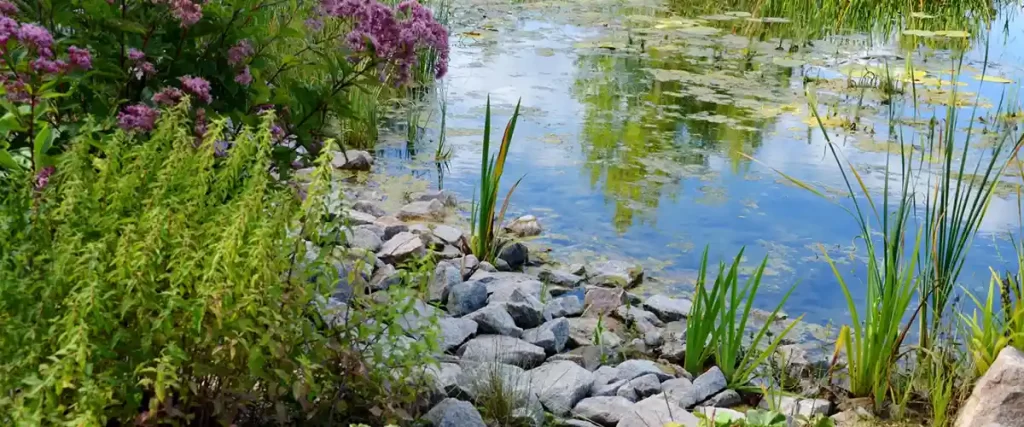 natural-style pond edge
