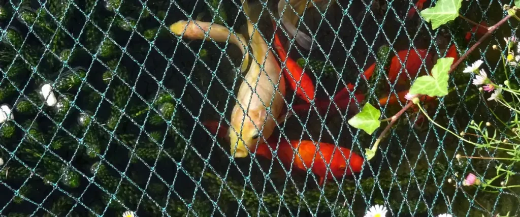 Close-up view of a green mesh safety net stretched over a garden pond to safeguard orange and white goldfish from birds and animals.