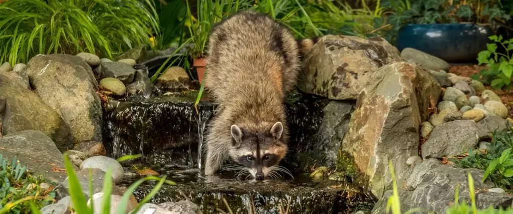 A wild raccoon leaning over a stone waterfall edge to hunt for fish in a shallow backyard pond surrounded by lush green plants.