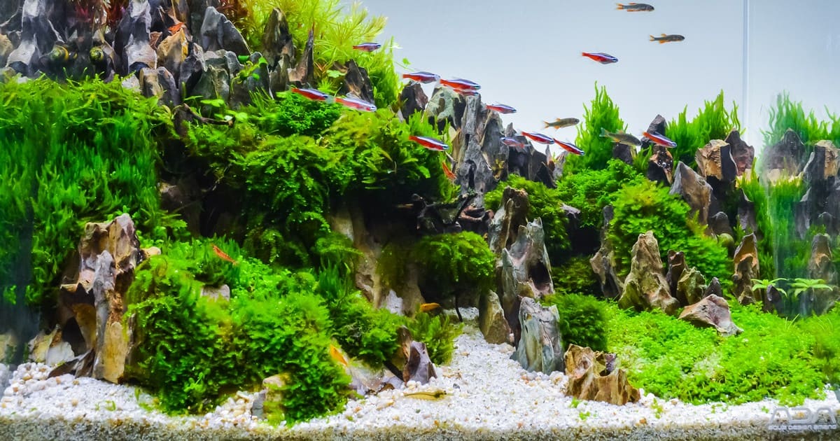 A vibrant nature style aquascape featuring lush green moss, dramatic rock formations, and a school of neon tetra fish swimming in clear water.