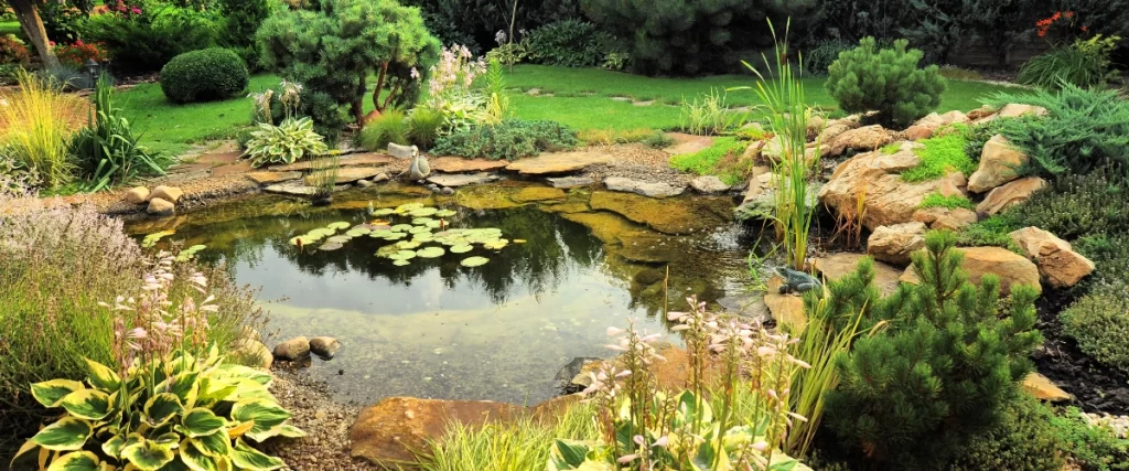 Well-maintained garden pond with aquatic plants and natural stone edging