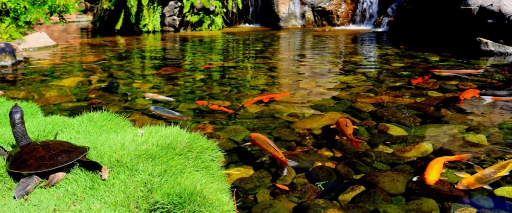 Clear backyard pond with koi fish and turtle surrounded by natural landscaping