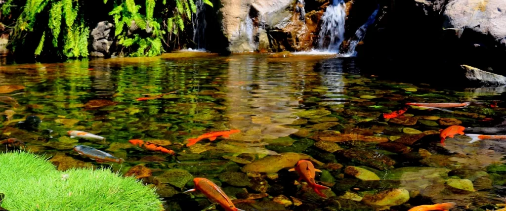 Koi pond with gravel
