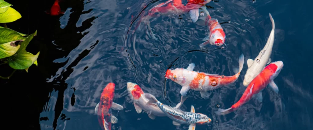 Koi pond as seen from above