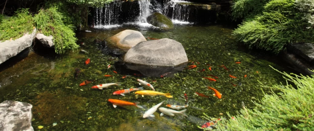 Koi pond with gravel bottom, waterfall feature, and colorful koi fish swimming