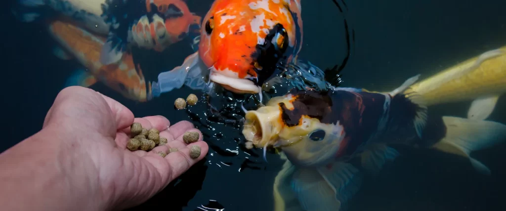 A person's hand holding brown food pellets as two large koi fish rise to the surface with open mouths to feed.