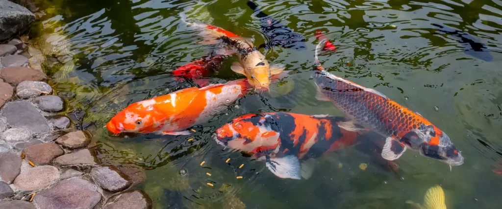 Adding the final stones and finishing touches to the edge of the koi pond.