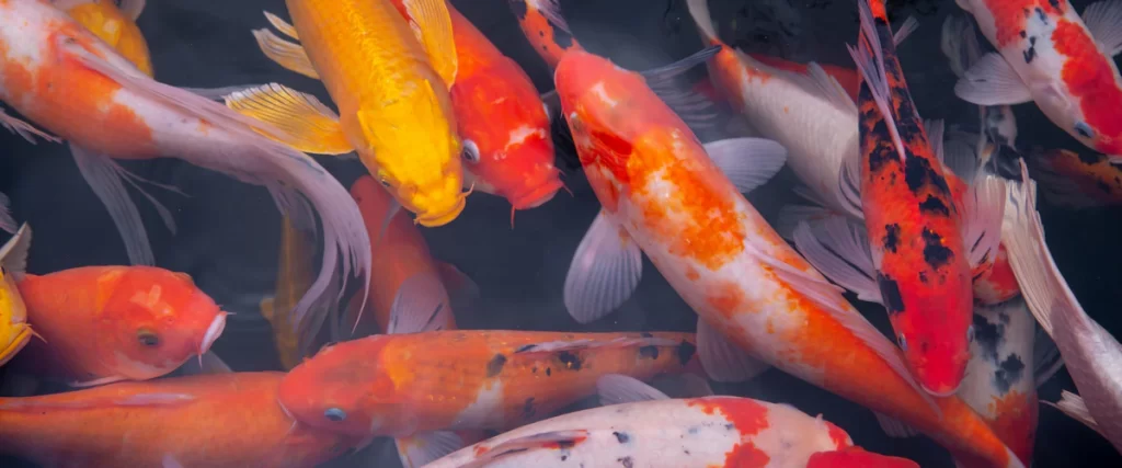 A dense and vibrant koi population consisting of orange, yellow, and calico butterfly koi swimming together in dark water.