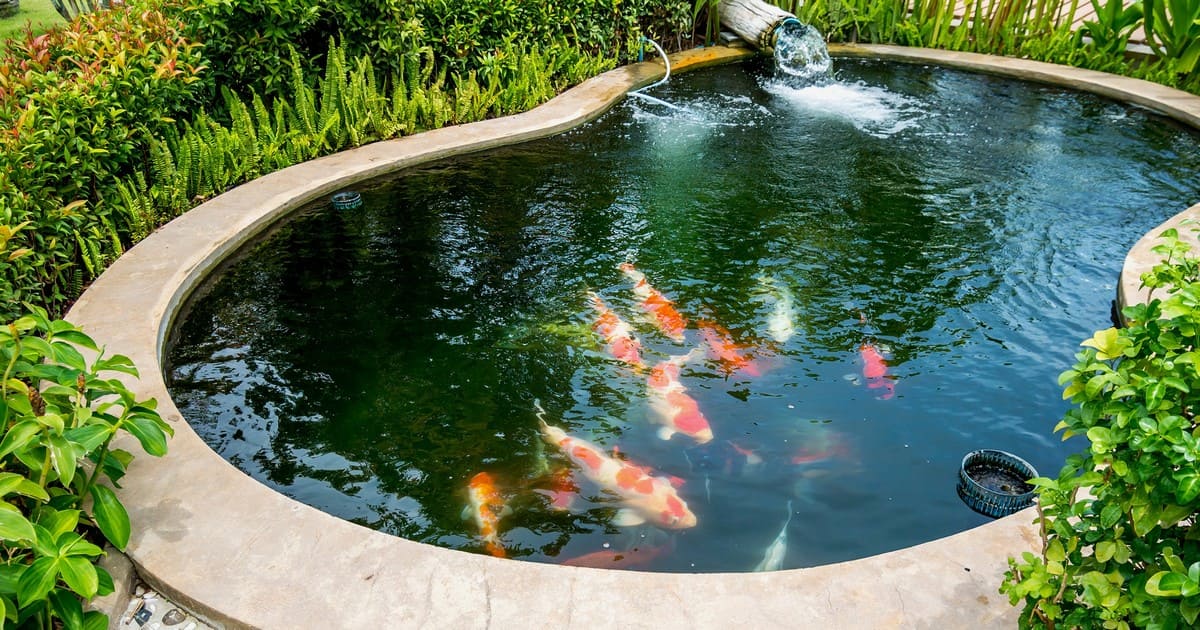 A stunning, completed backyard koi pond with clear water and stone landscaping.