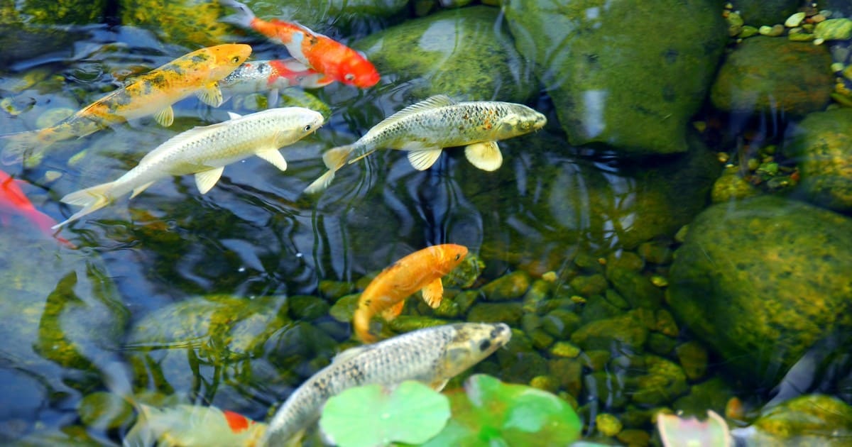 Several colorful koi fish swimming in crystal clear water over a bed of natural river stones in a garden pond.