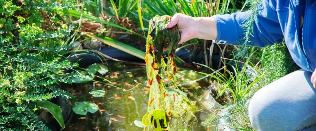A person wearing a blue jacket pulls a thick, long strand of green string algae out of a garden pond by hand.