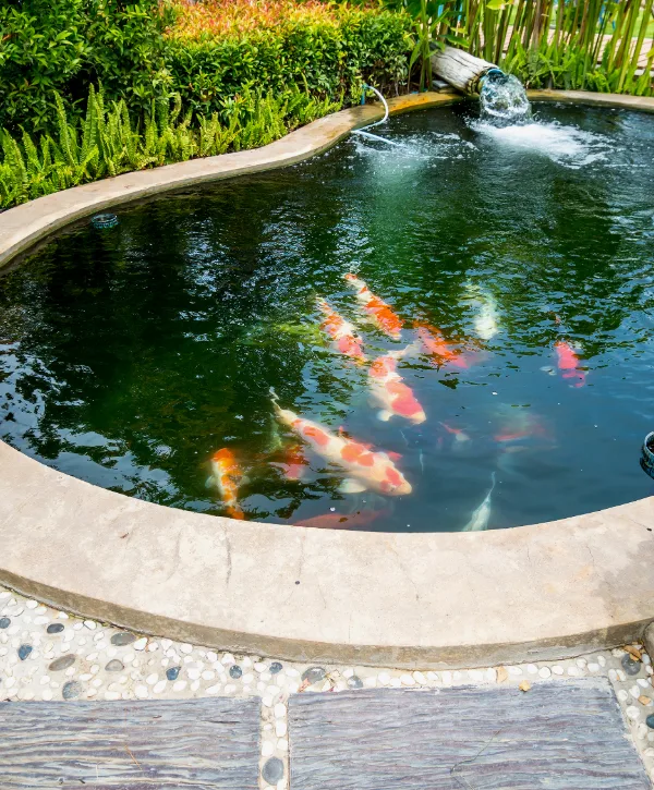 Pond building